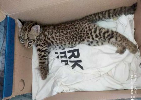 Cabe dentro de uma caixinha: filhote de jaguatirica &eacute; resgatado na MS-166