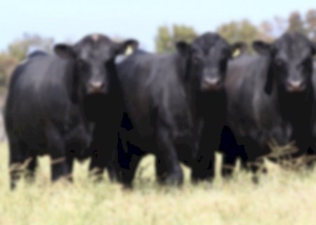 ANGÉLICA: Fazendeiro tem prejuízo de aproximadamente R$ 34 mil após furto de animais