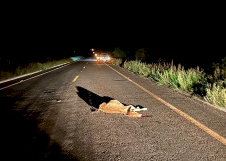 Angélica: Animais solto na pista provoca acidente