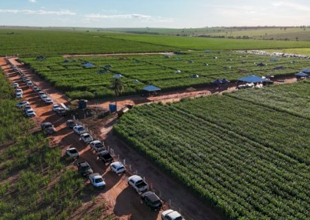 CEPA transforma Angélica em polo sucroenergético nacional com pesquisa agronômica aplicada em cana-de-açúcar