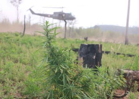 Operação do Paraguai e Brasil mira roças de maconha em áreas de preservação