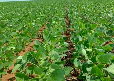 MS j&aacute; negociou 30% da soja da pr&oacute;xima safra e supera ritmo nacional